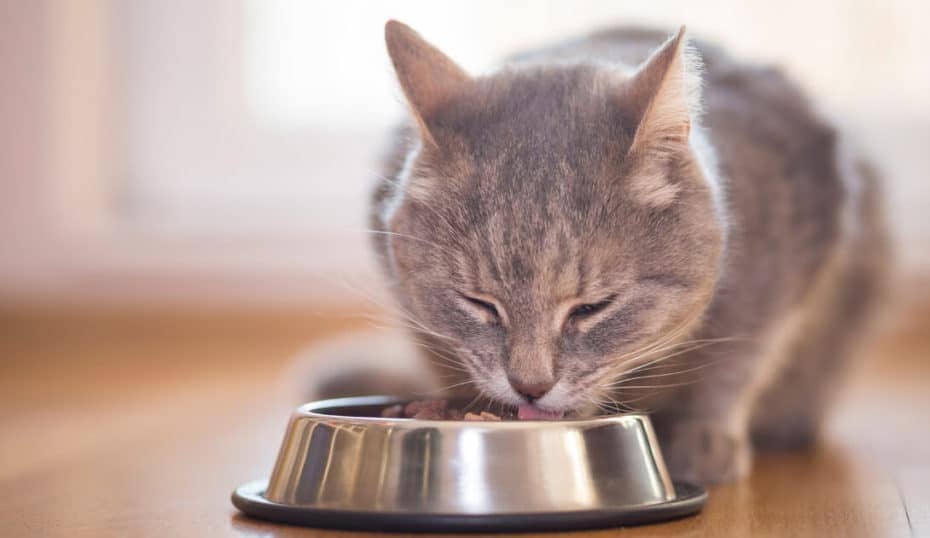 Suplementação de aminoácido essencial proporciona vida mais saudável aos gatos
