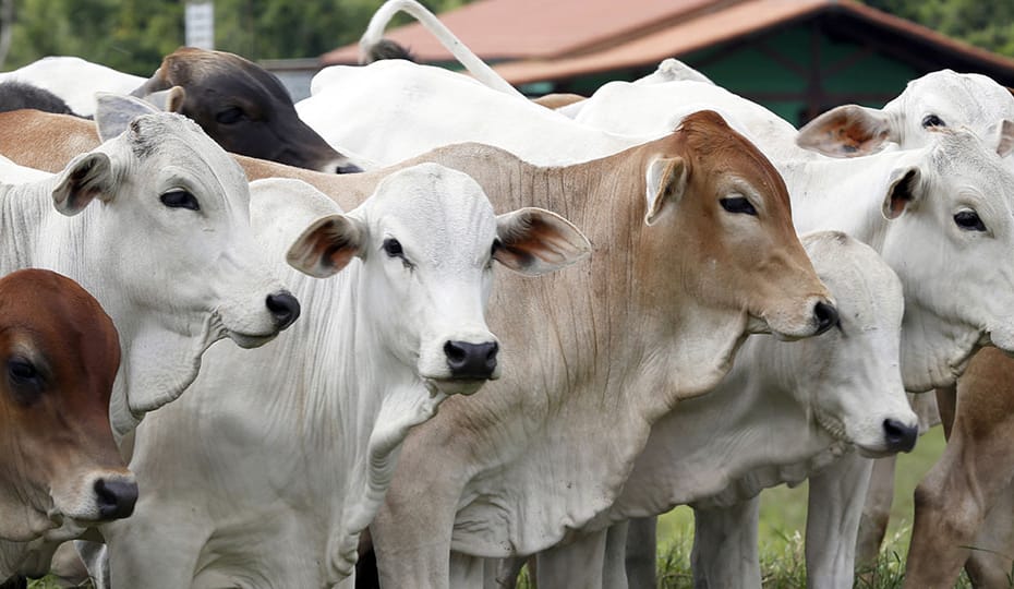 Na pecuária de corte, a nutrição adequada do gado é um dos pilares para o sucesso