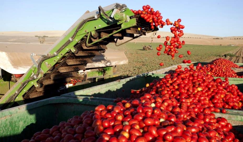 Goiás lidera produção nacional de girassol, sorgo e tomate