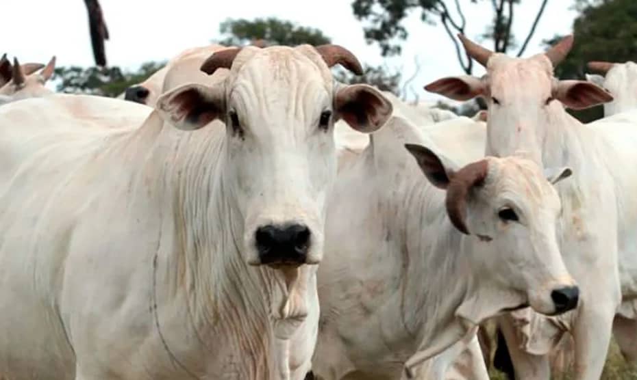 Cotação do boi gordo em Mato Grosso aumenta 12% e IMEA constata ‘incerteza nos preços’ » Rádio Tucunaré