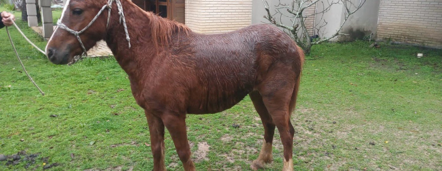 Em um mês, três cavalos recolhidos das ruas já foram adotados após divulgação em site - Jornal VS