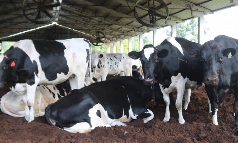 Pecuária de precisão eleva rendimento no setor leiteiro - Jornal NH