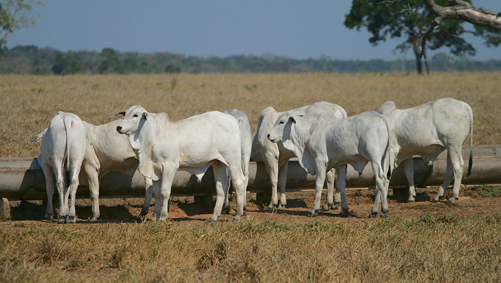 Saiba qual a melhor estratégia de suplementação para gado na seca