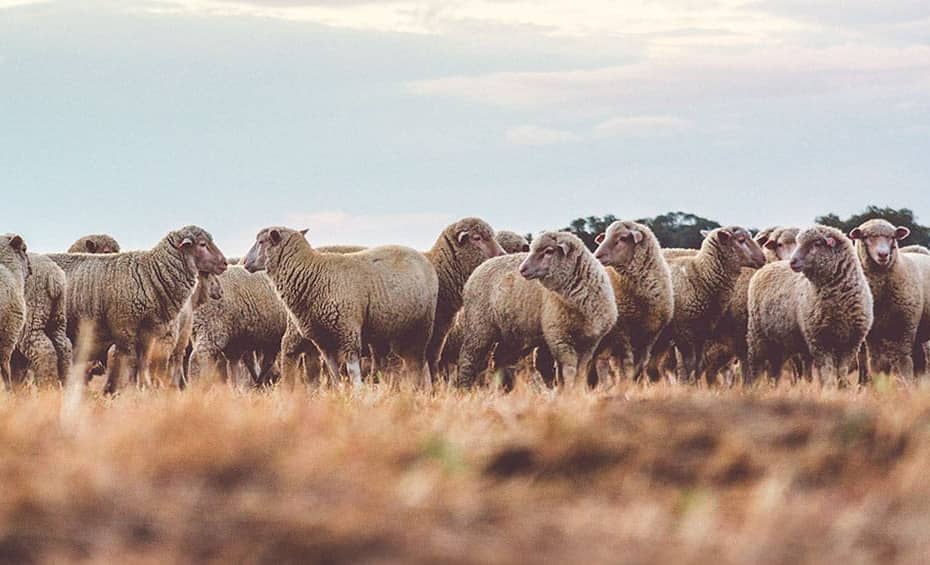 As principais racas de ovinos no Brasil