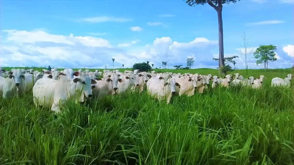Adubação do Pasto Mais Boi Gordo Em Menos Área