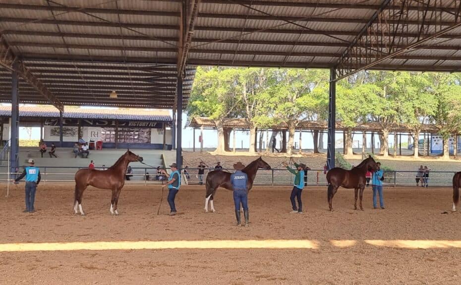 Jaguariuna SP tem forte representatividade na criacao nacional do Cavalo