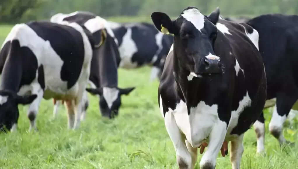 Vaca Holandesa Quanto Vale Na Sua Cidade ?