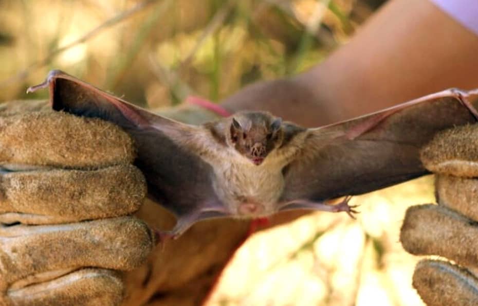 Paises se unem para combater morcego que causa prejuizos na