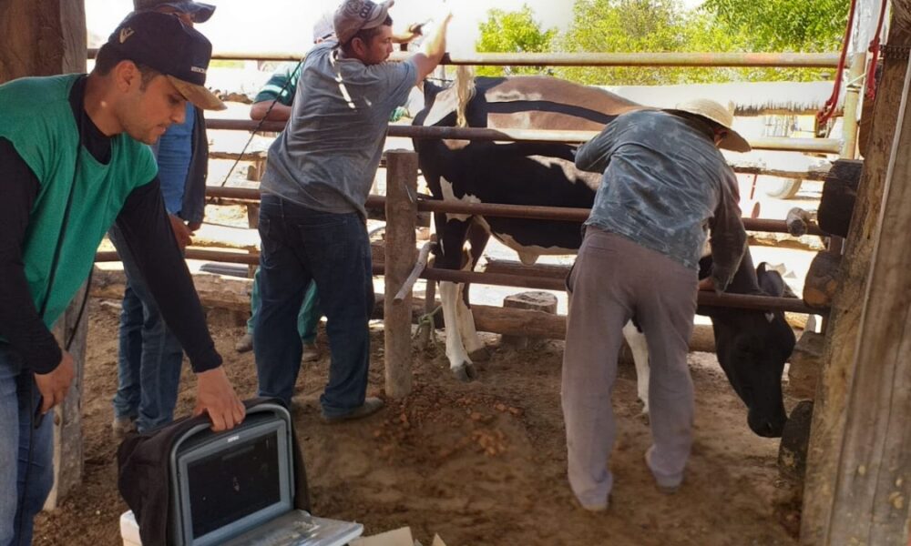 Segunda etapa do Programa Mais Pecuária Brasil beneficia 7 produtores em Campo Grande do Piauí – Cidades na Net