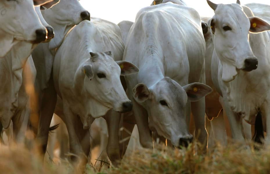 Indústria da carne assume compromissos com pecuária sustentável no Cerrado