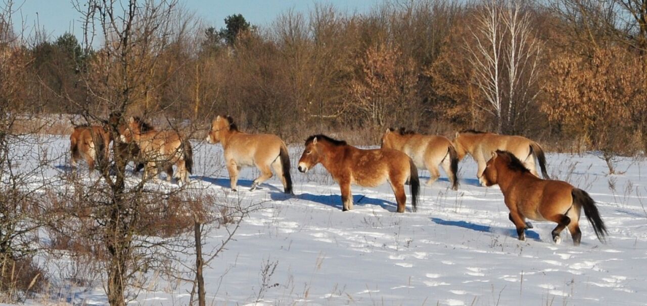 Cavalos de Przewalski fizeram de Chernobyl um lar