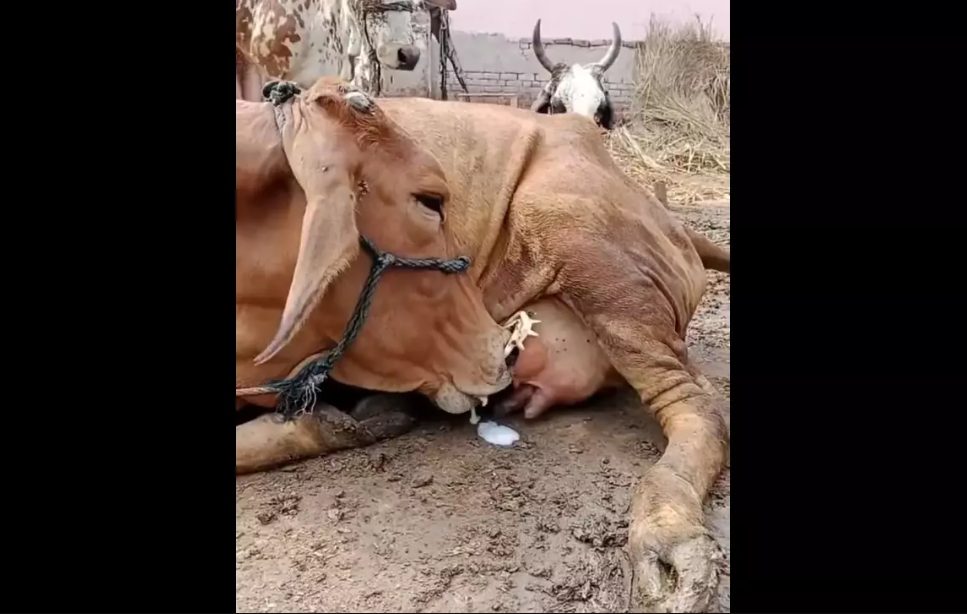 vaca surge mamando seu próprio leite