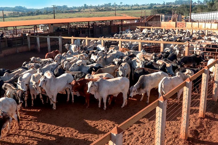 Aumentos consecutivos no mercado de gado vivo levaram a um maior entusiasmo pelo fluxo de negócios de reposição