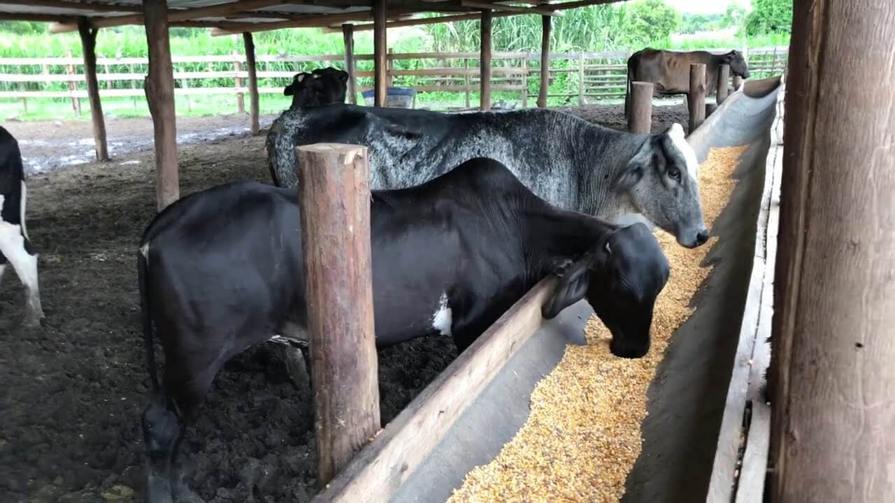 Confinamento de bovinos: Importância da adaptação à dieta