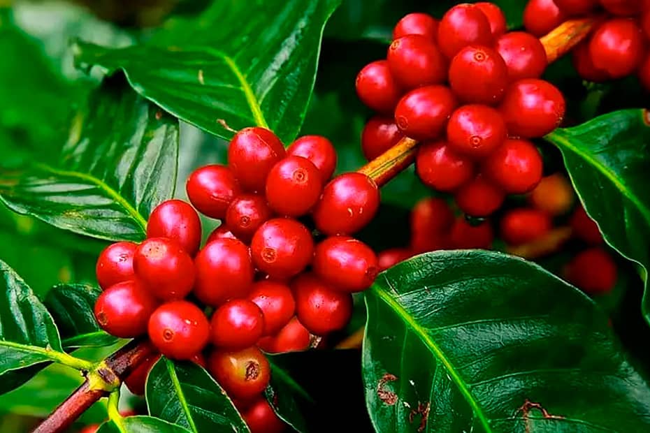 Cafe Paises produtores mundiais buscam defender a producao de cafe