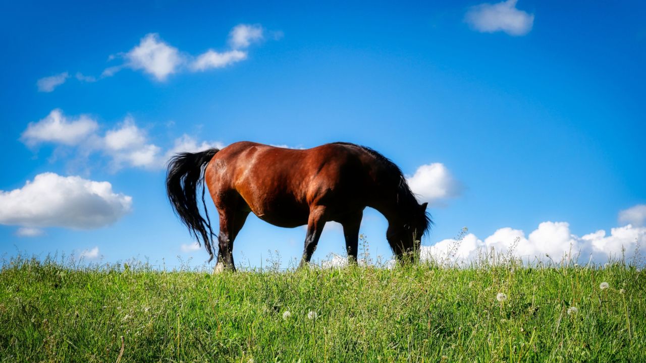 Conheça as exigências e peculiaridades de espécies forrageiras para cavalos