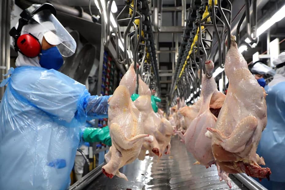 Exportacoes brasileiras de frango para o Catar crescem 84
