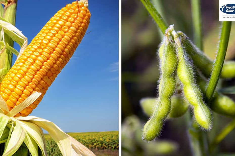 Pro Farmer registra menores rendimentos de soja e milho no