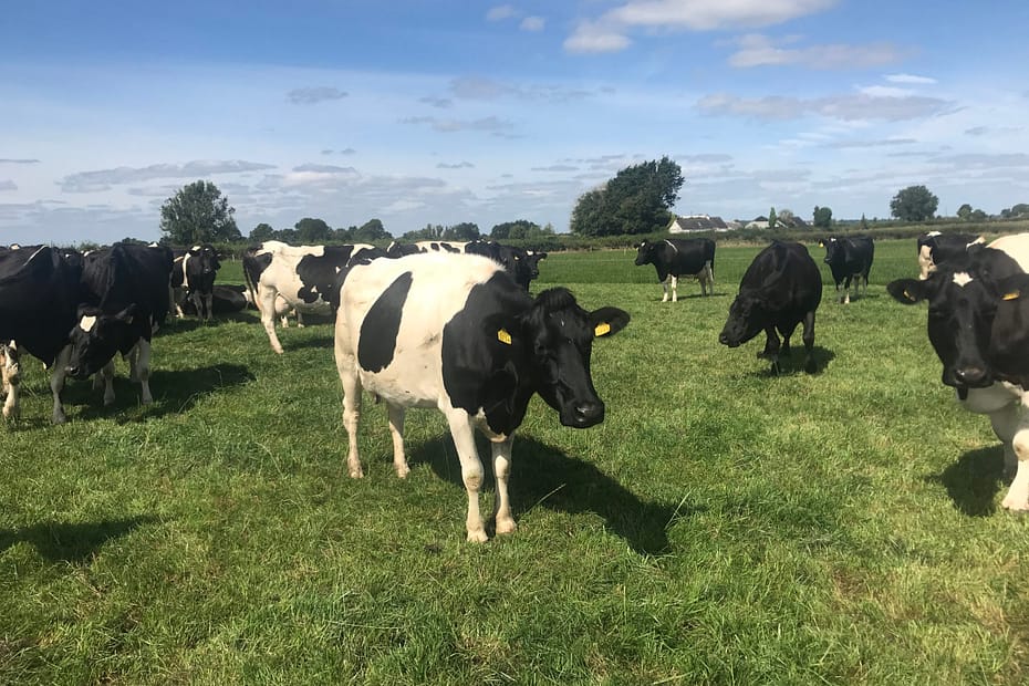 Um retorno as vacas em Co Tipperary