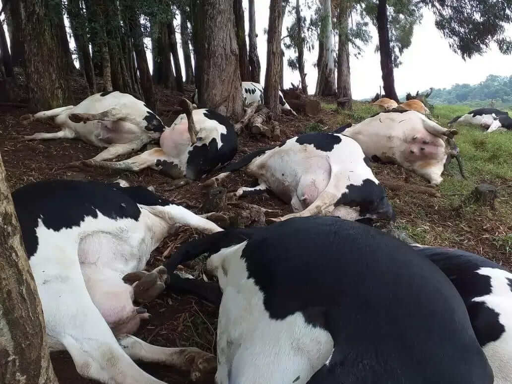 Descarga Elétrica Mata Vacas e causa prejuízo de R$ 200 mil