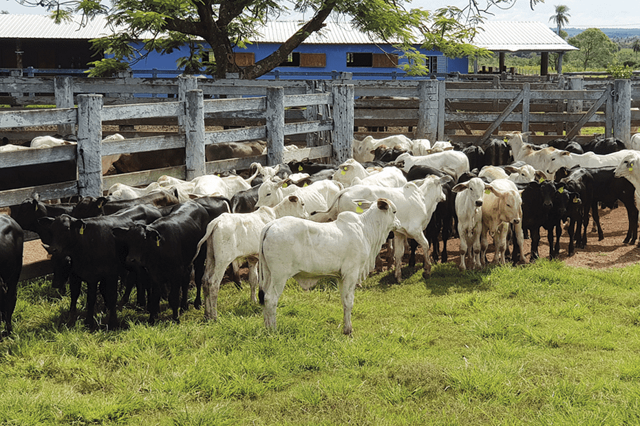 Gado pecuario nas pracas de gado de Sao Paulo se