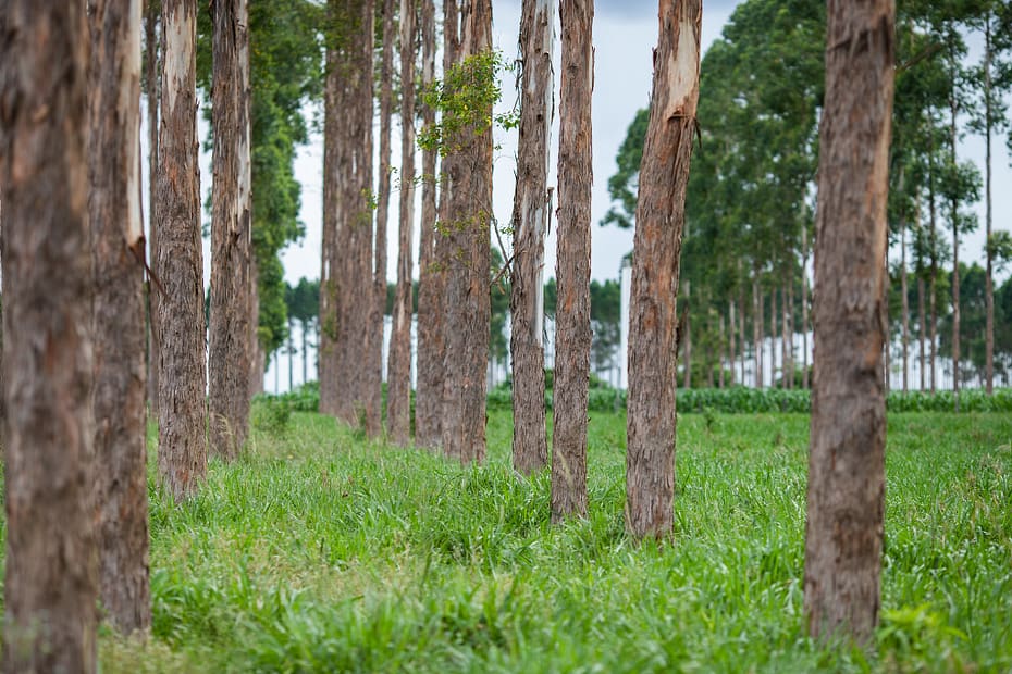 Valor da producao florestal cresce 271 diz IBGE