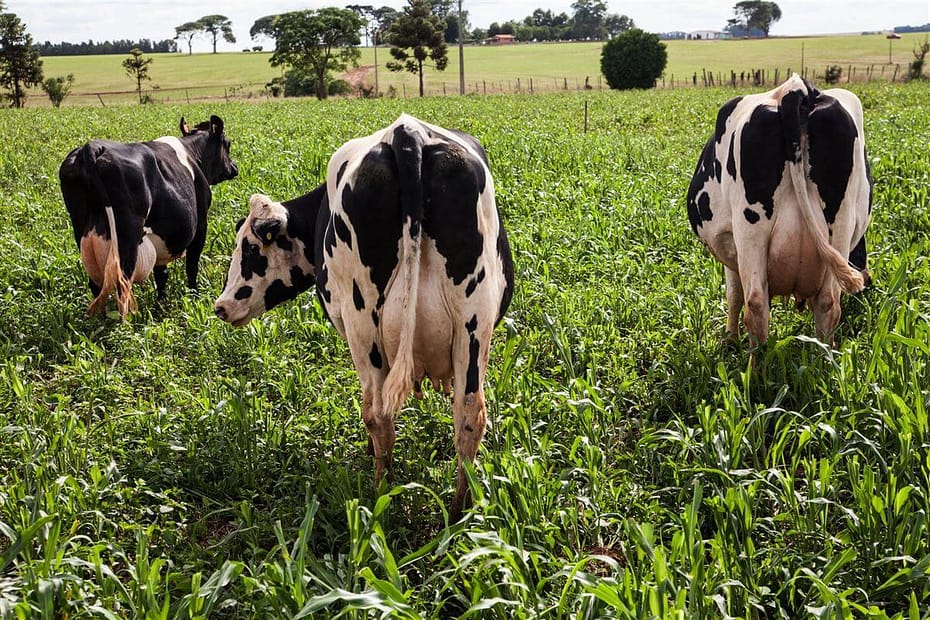 Produtor de leite pode ter maior rentabilidade na seca