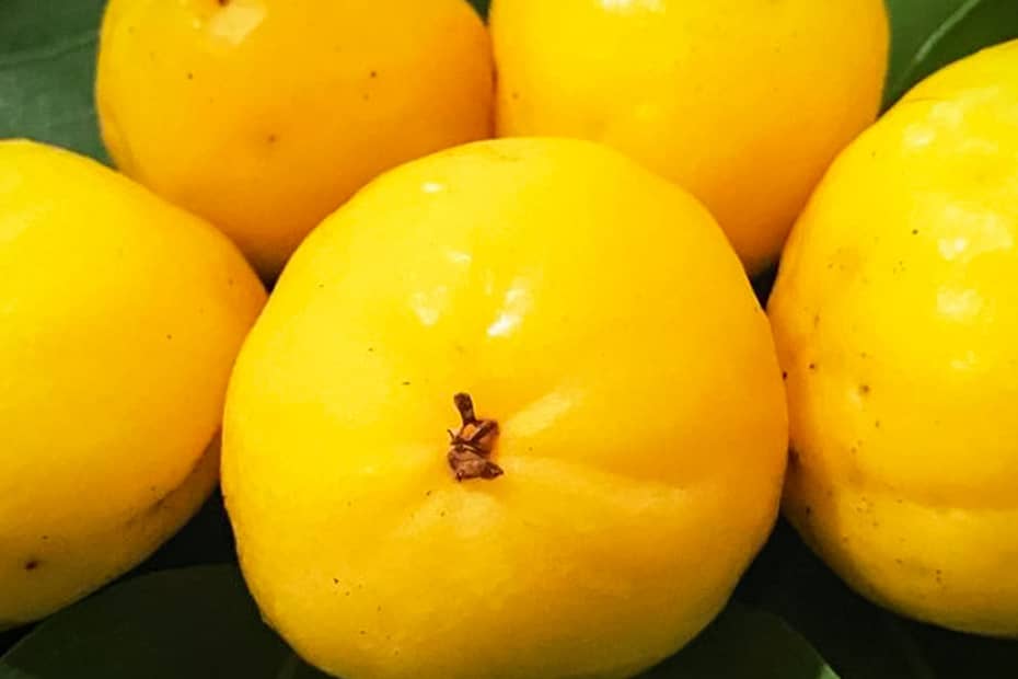 Cagaita Fruta do Cerrado cheia de beneficios que talvez
