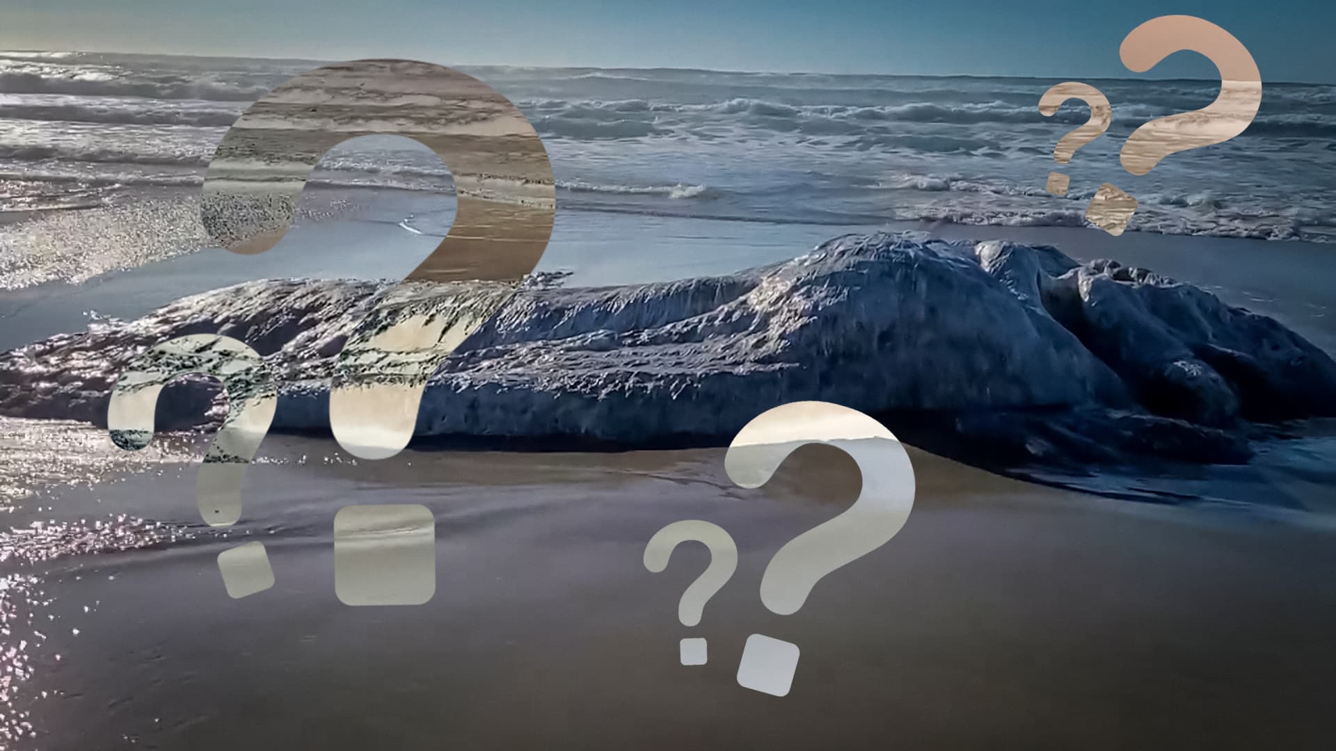 Misterioso monstro marinho peludo aparece em praia dos EUA