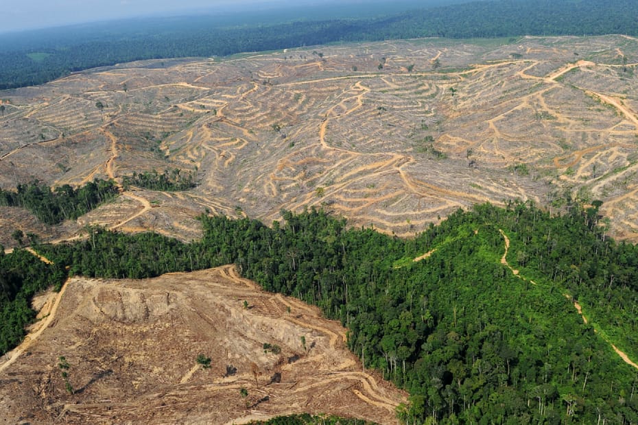 perda de campos e florestas no pais em 20 anos
