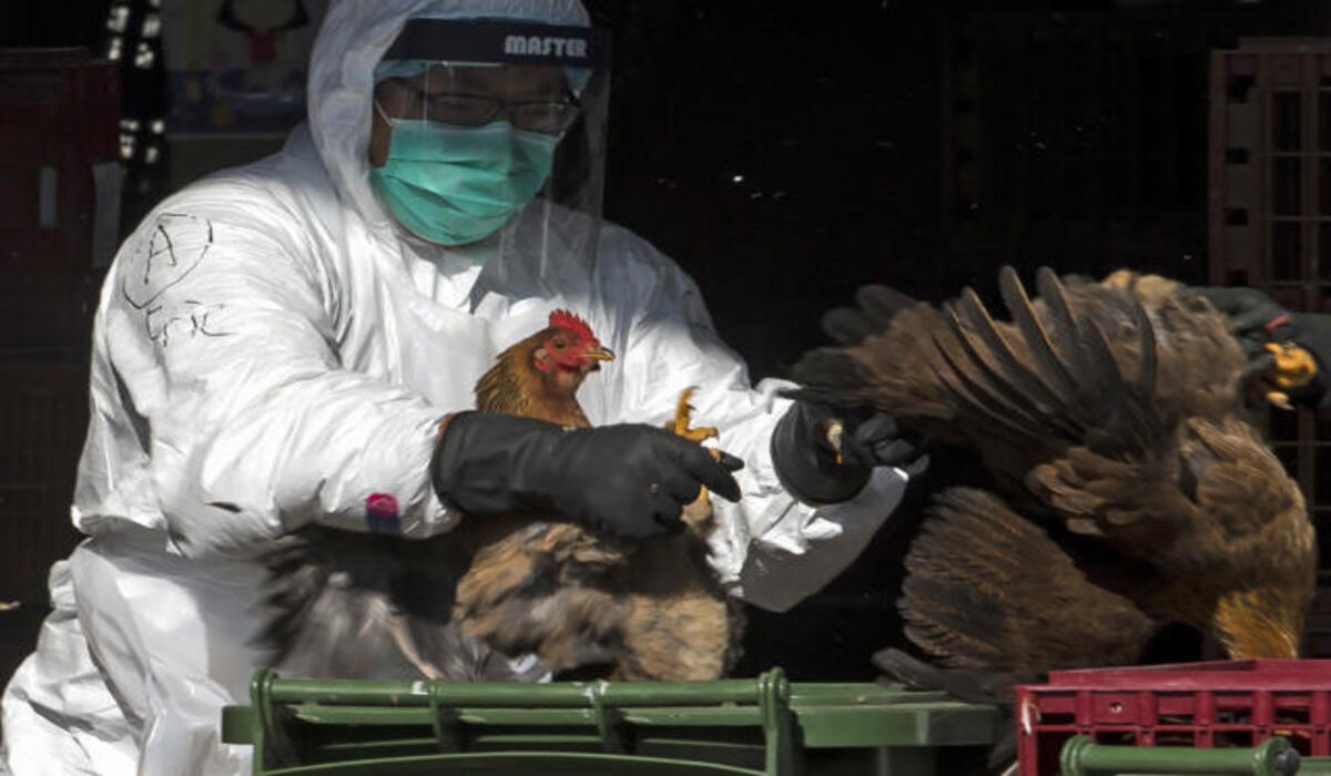 Gripe aviária: Peru declara emergência sanitária