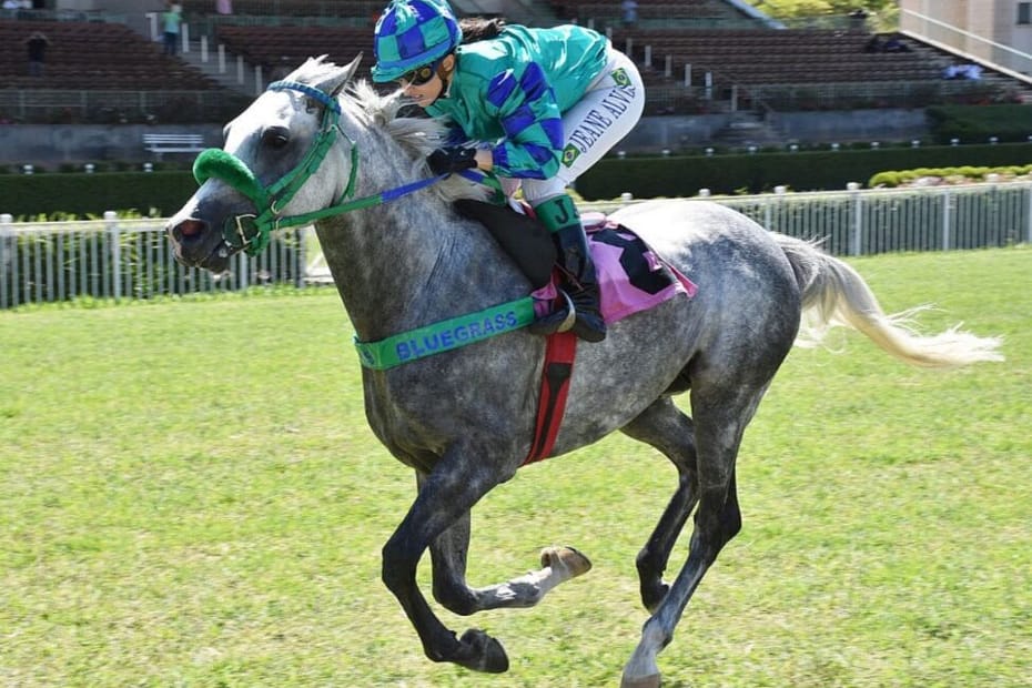 Cavalo arabe bate recorde na pista de grama de 1400m