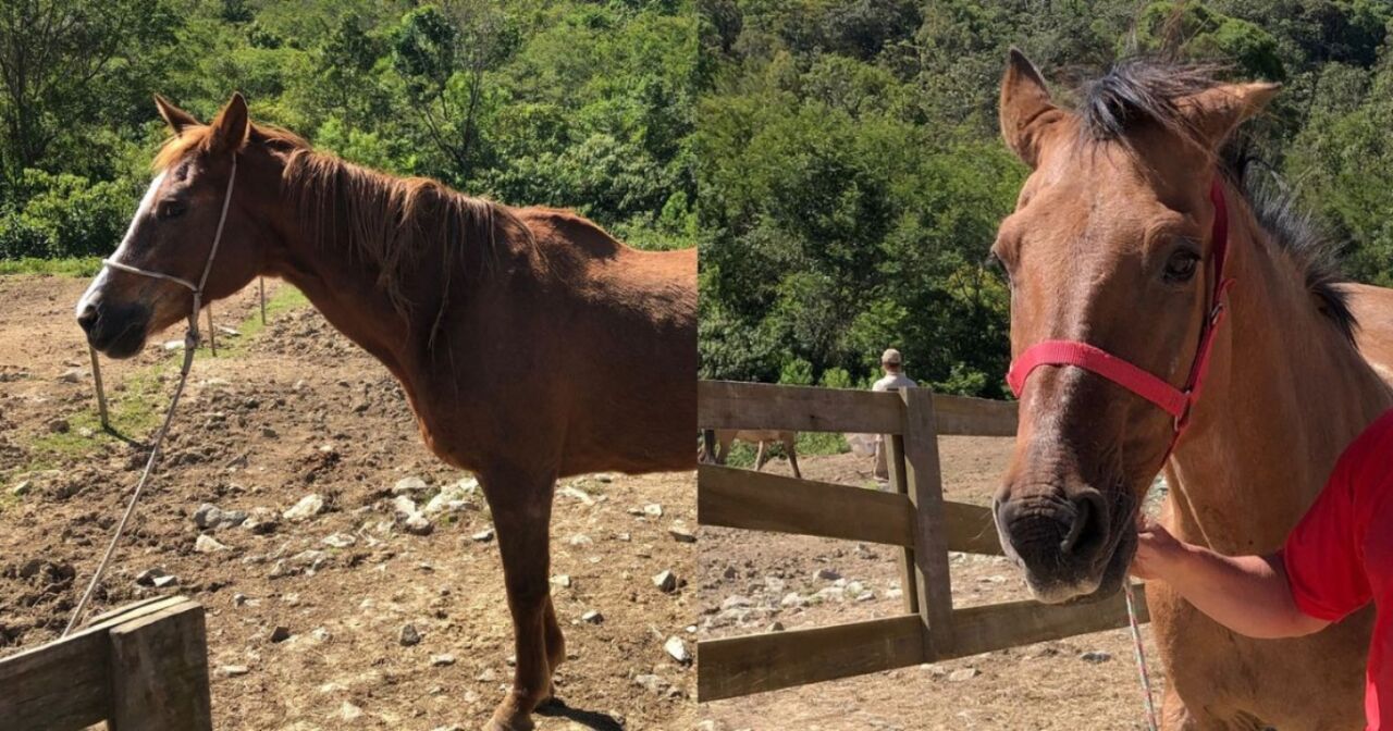 Cavalos são disponibilizados para adoção em Palhoça (SC)