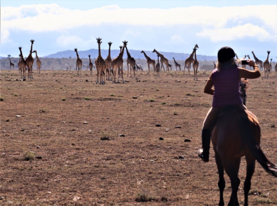 Grande Safari de Migracao no Quenia