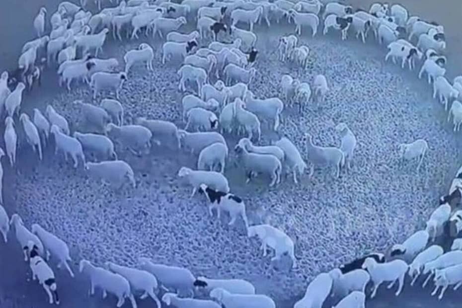 Centenas de ovelhas caminham em círculo por 12 dias em fazenda na China