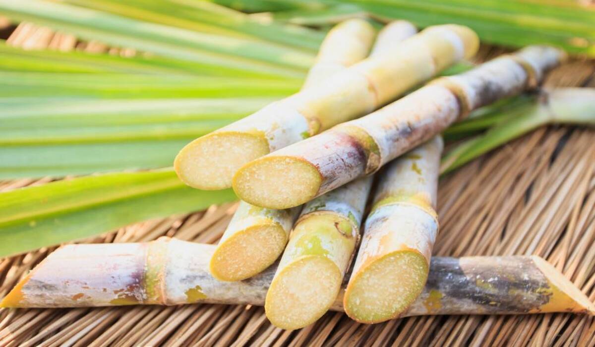 Moagem de cana-de-açúcar no Centro-Sul chega a 516,79 milhões de toneladas