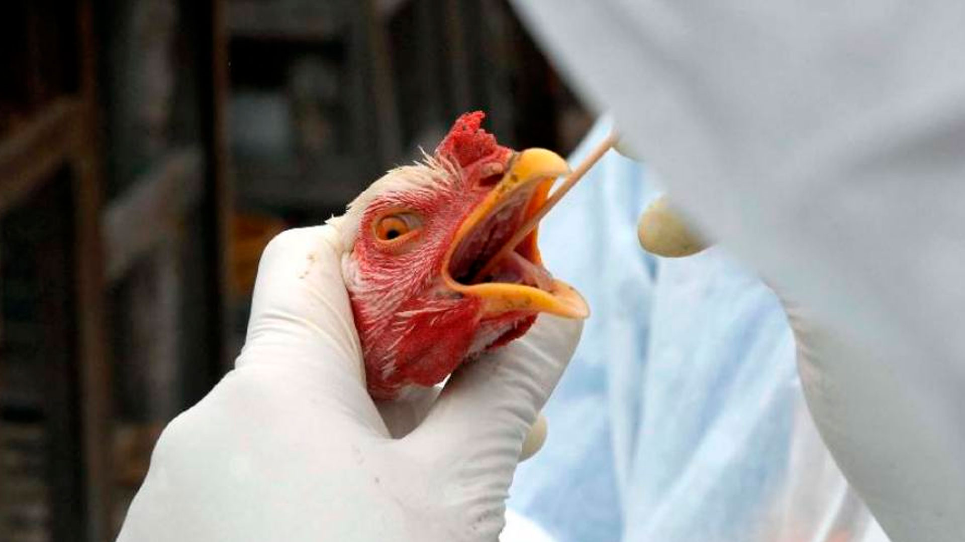 Adapar emite Nota Tecnica sobre gripe aviaria e orienta produtores