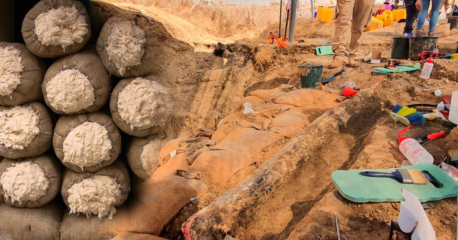 Arqueologos descobrem fibras de algodao de 7000 anos