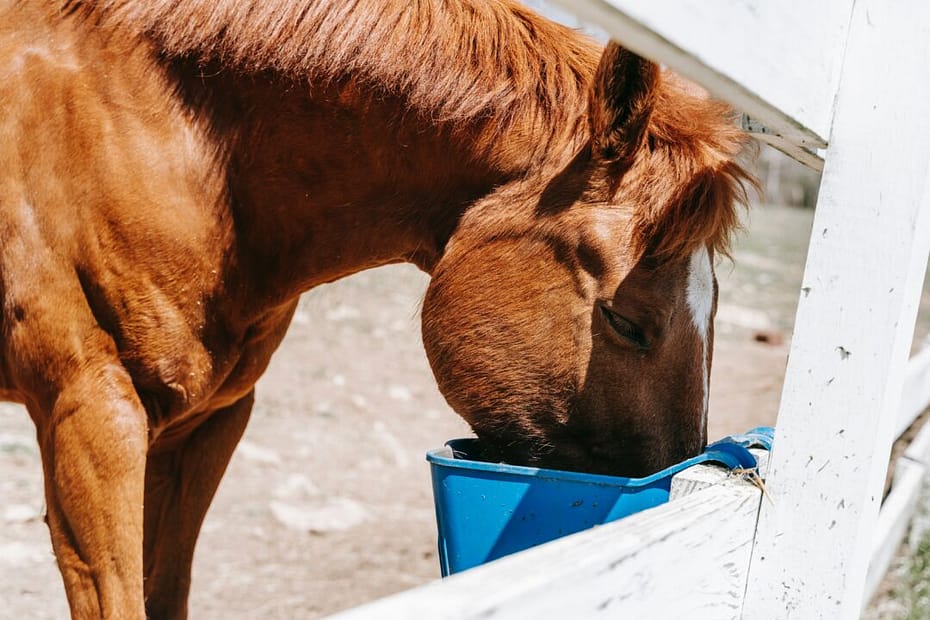 Projeto de Lei propõe zerar contribuições sociais incidentes sobre rações e suplementos de cavalos