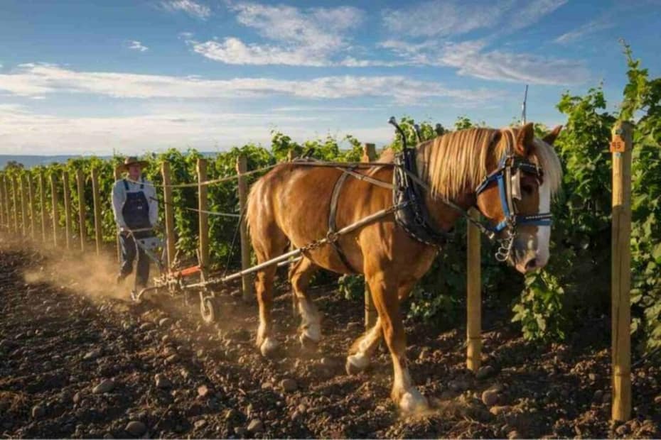 Cavalos atuam na produção de vinhos em propriedade dos Estados Unidos