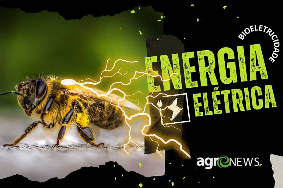 Pesquisadores descobrem que abelhas produzem carga elétrica atmosférica