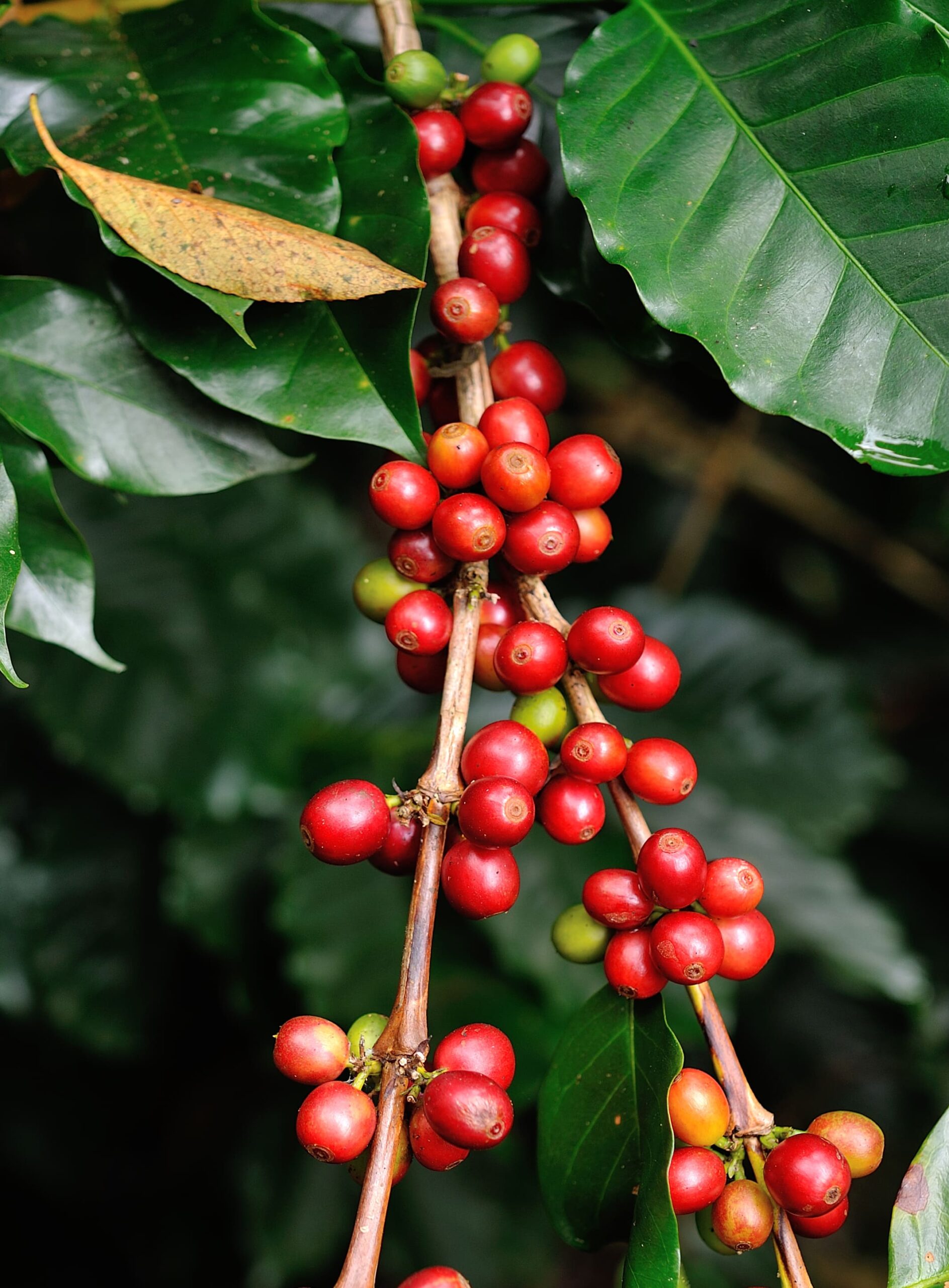 Propostas para fortalecer a cafeicultura no Parana scaled