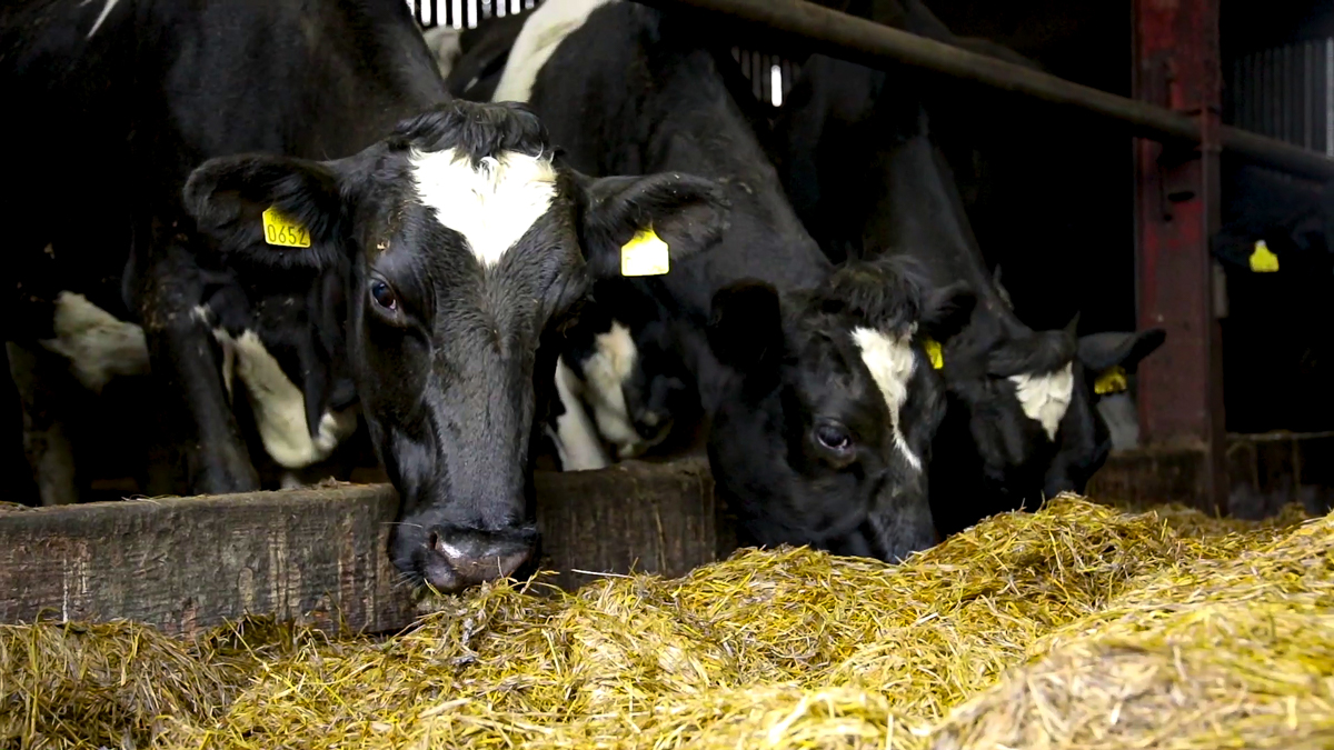 Milk Price Tracker: No movement for final prices of 2022