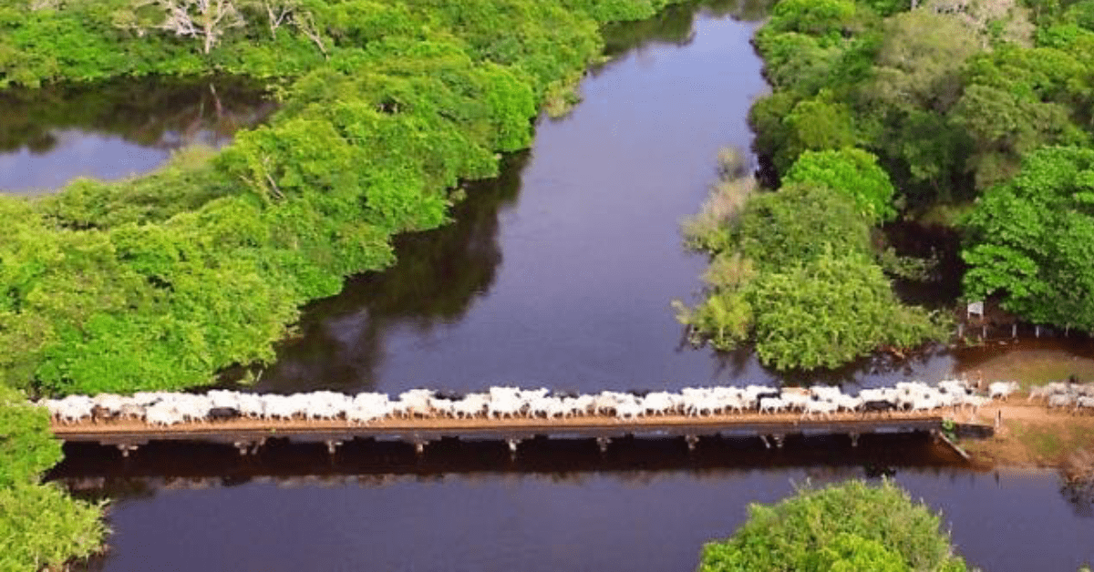 governo prepara acoes para levar a carne do Pantanal a