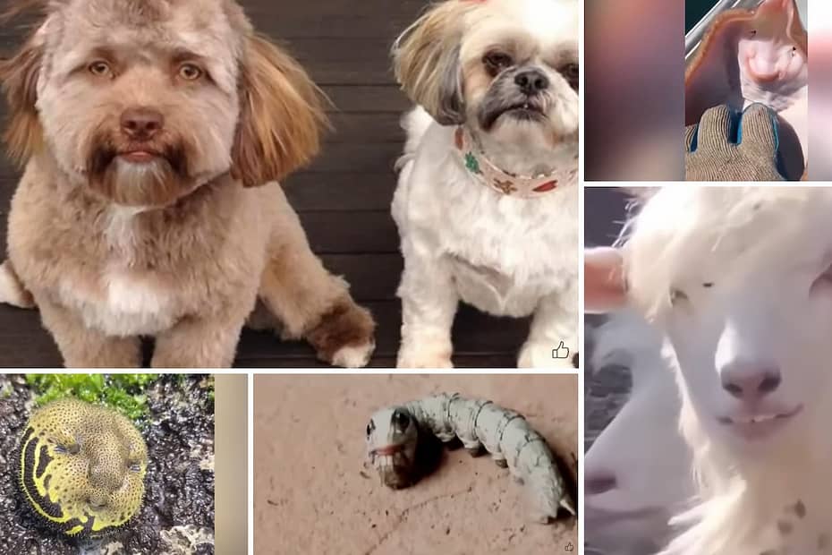11 animais com rostos humanos que fizeram a internet explodir