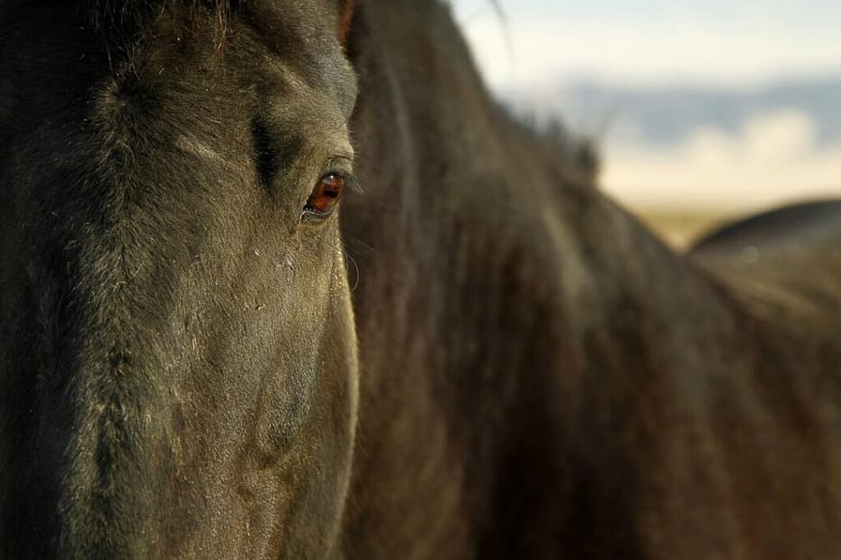 Expressões faciais de cavalos são objeto de estudo e melhoram a comunicação humano/animal