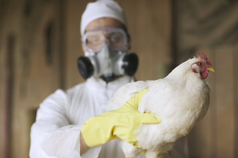 A gripe aviaria se espalha para novos paises e ameaca