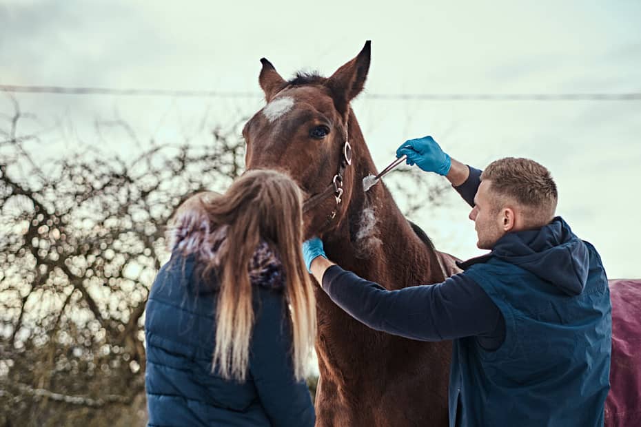 A vacinação dos equinos também é importante para proteção da saúde humana