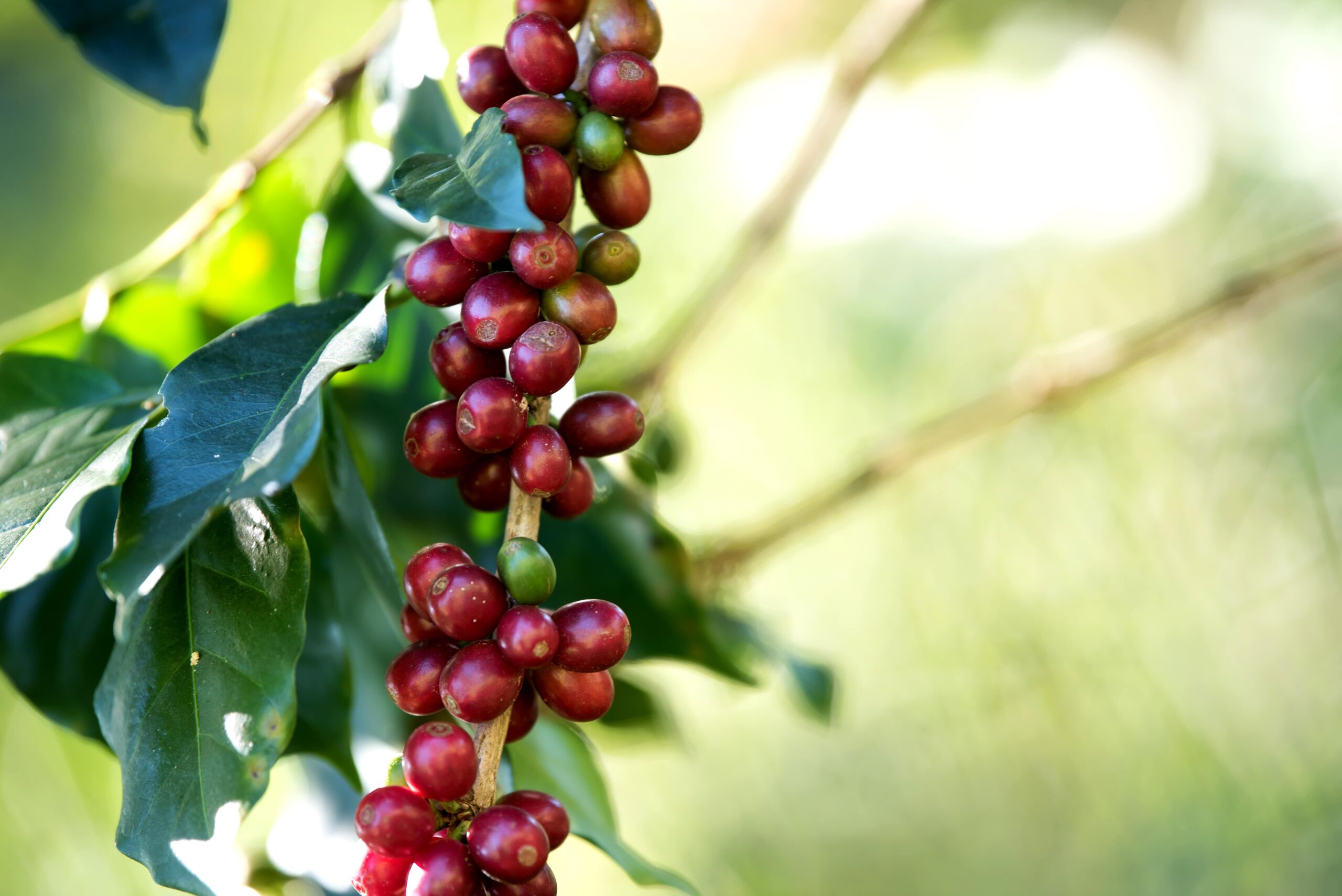 As exportacoes de cafe estao comprometidas com a Agenda ESG scaled