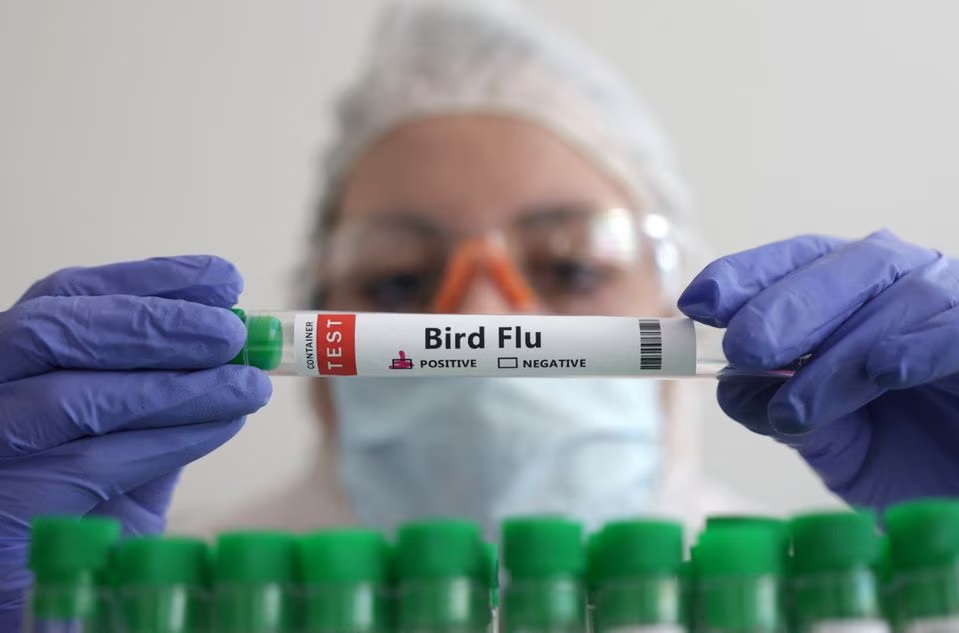 OMS considera baixo o risco de transmissao da gripe aviaria